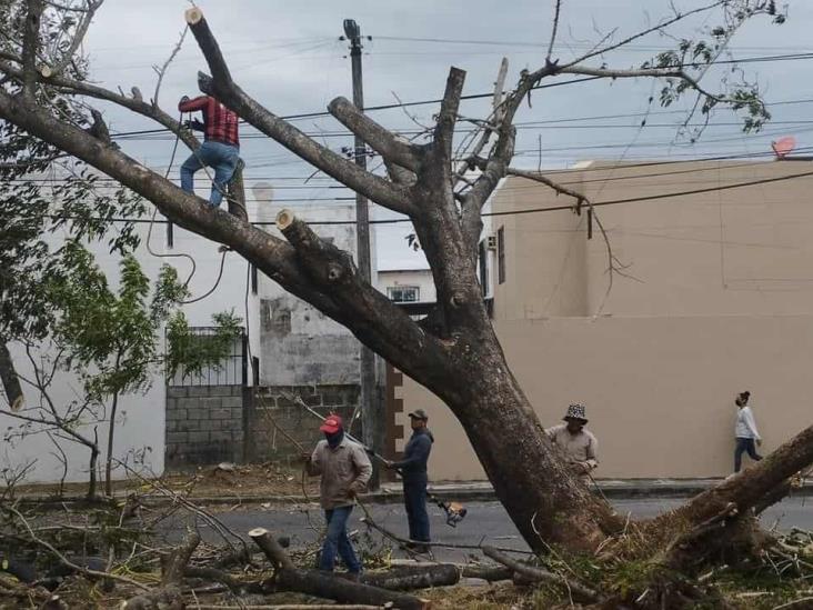 Norte deja postes y árboles caídos en Boca del Río