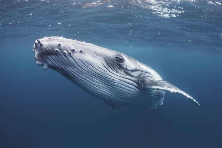 Ballenas podrían tener papel importante contra cambio climático