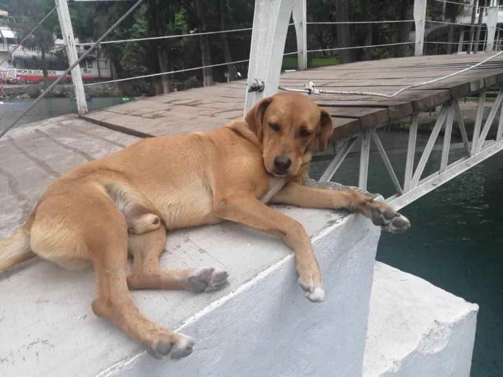 Murió ‘El guapo’, perrito guardián de la Laguna de Nogales