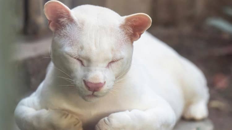 Único en su especie; este es el primer ocelote albino del mundo