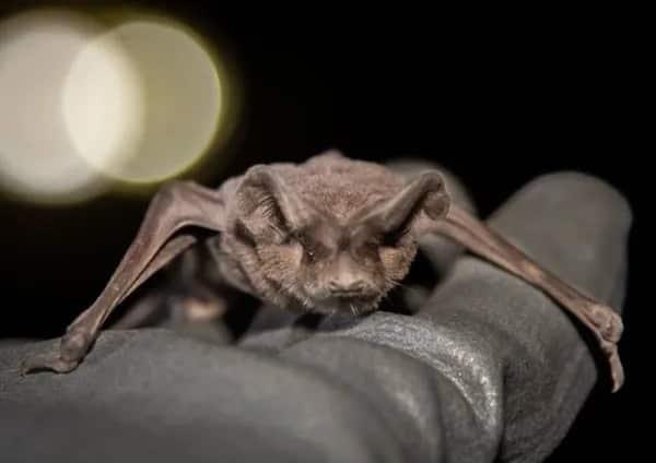 Pese a presencia de murciélago hematófago en zona centro, no se han detectado animales con rabia