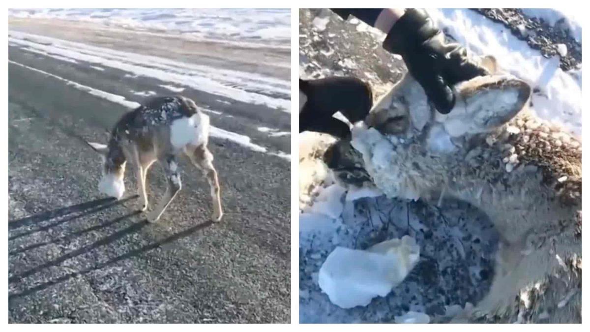 animales congelados en hielo