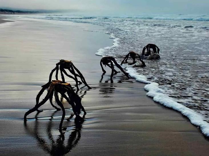 ¿Señales? Aparecen extrañas criaturas que invaden las playas de Sudáfrica