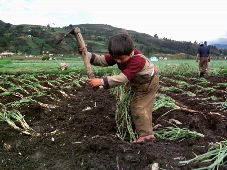 EU verifica que no haya explotación laboral infantil en el medio rural de Veracruz