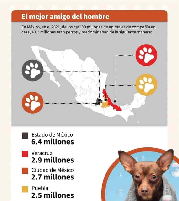 ¿Saldrás de viaje? Recuerda dejar a tu mascota en un lugar de alojamiento en Veracruz