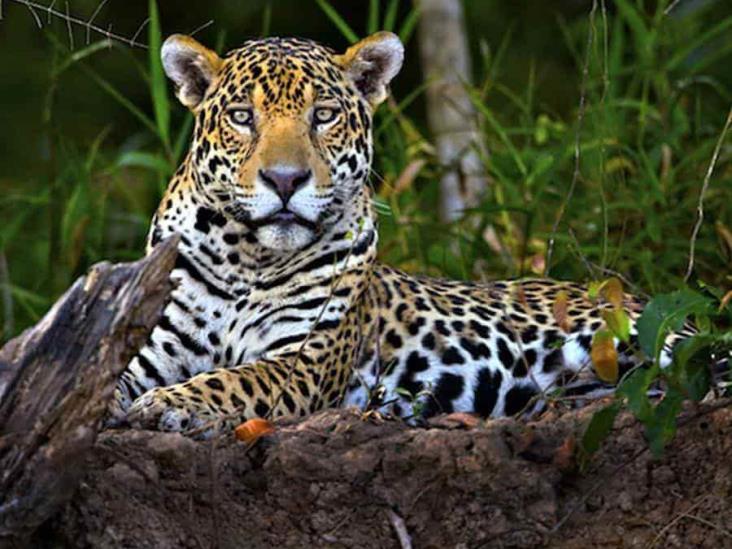 SOS  para proteger al jaguar y su hábitat en México