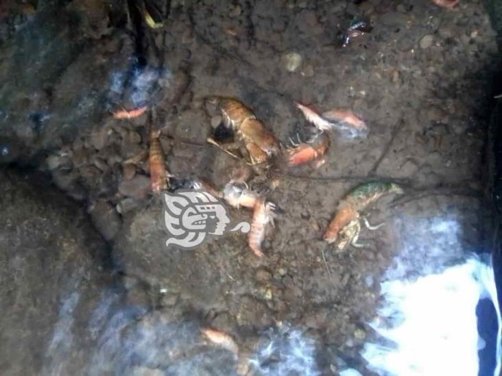 Denuncian ecocidio por envenenamiento de arroyo Las Cañas, en Yecuatla