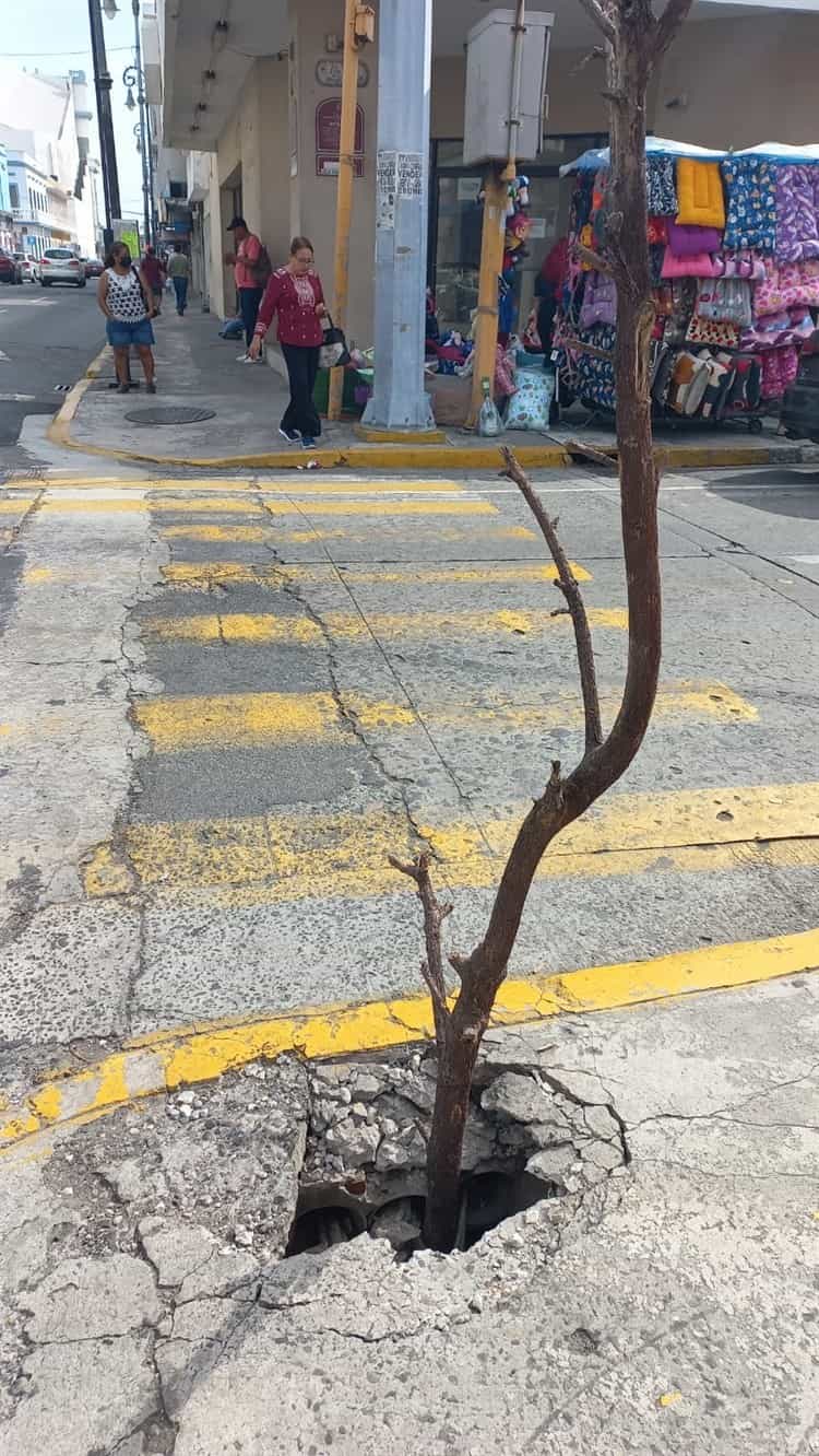 Con ramas, habitantes señalizan una banqueta en mal estado en calles del centro de Veracruz