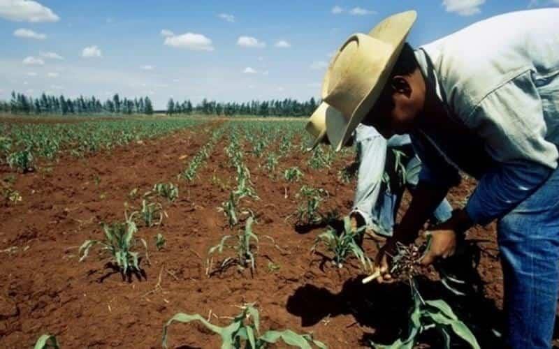 Destinarán 26 mmdp a productores agrícolas en Veracruz