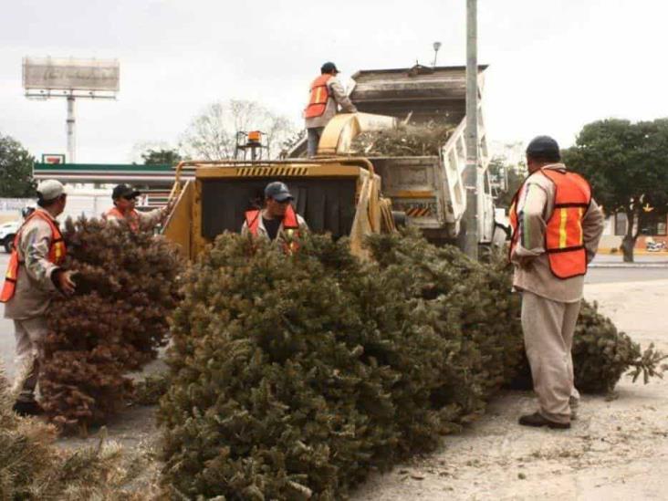 ¿Vas a tirar tu árbol de Navidad natural? Boca del Río instalará un centro de reciclaje