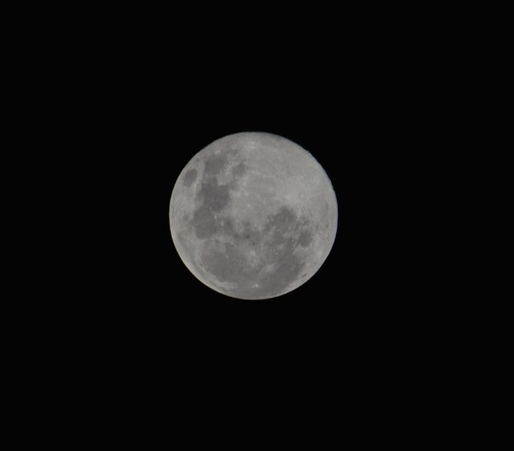 Luna llena Lobo ilumina el cielo veracruzano