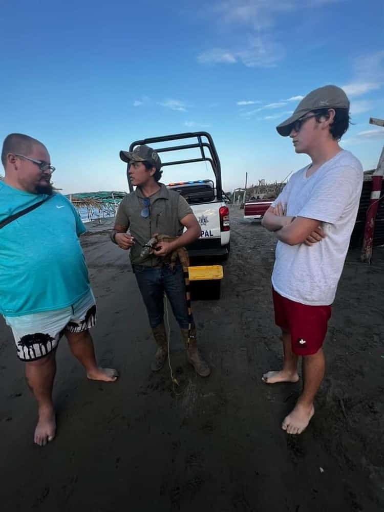 Denuncian venta ilegal de iguanas en playas de Veracruz