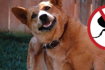 Remedio casero para quitarle las pulgas a tu mascota