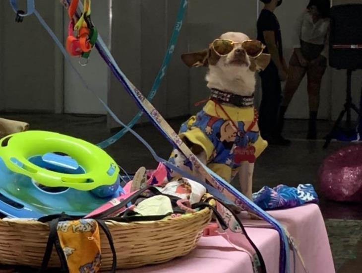 Junior, perro chihuahua, se viraliza en TikTok como modelo (+Video)