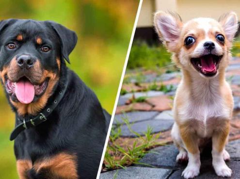 Esta raza de perro es la más inteligente, según un estudio