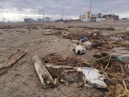 Nuevamente aparecen peces muertos en playas de Coatzacoalcos