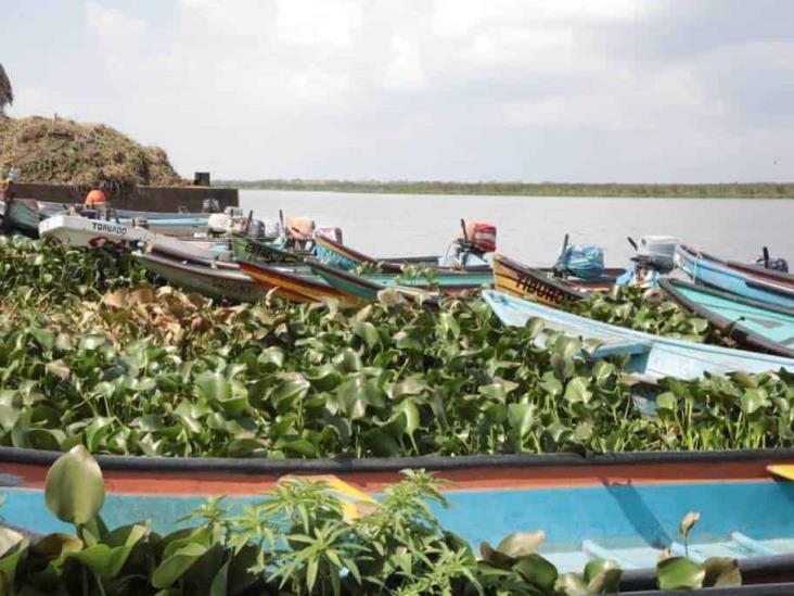 Lirio acuático entorpece pesca en laguna María Lizamba