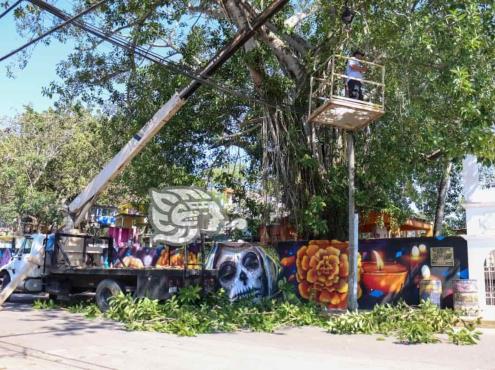 Desmorran árboles para evitar daños de cableado en Nanchital