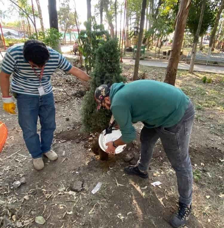 Siembran pinos de ‘Recicla tu Navidad’ en Alameda de Camerino Z. Mendoza