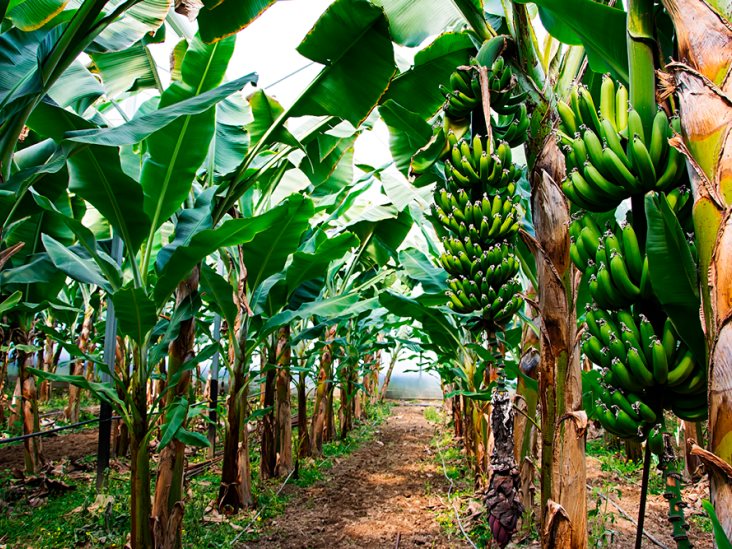 Productores buscan rescatar campos de plátano al norte de Veracruz