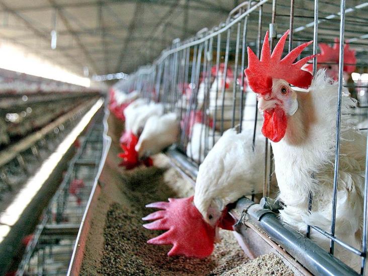 Veracruz, líder nacional en producción de carne de pollo y res en 2022