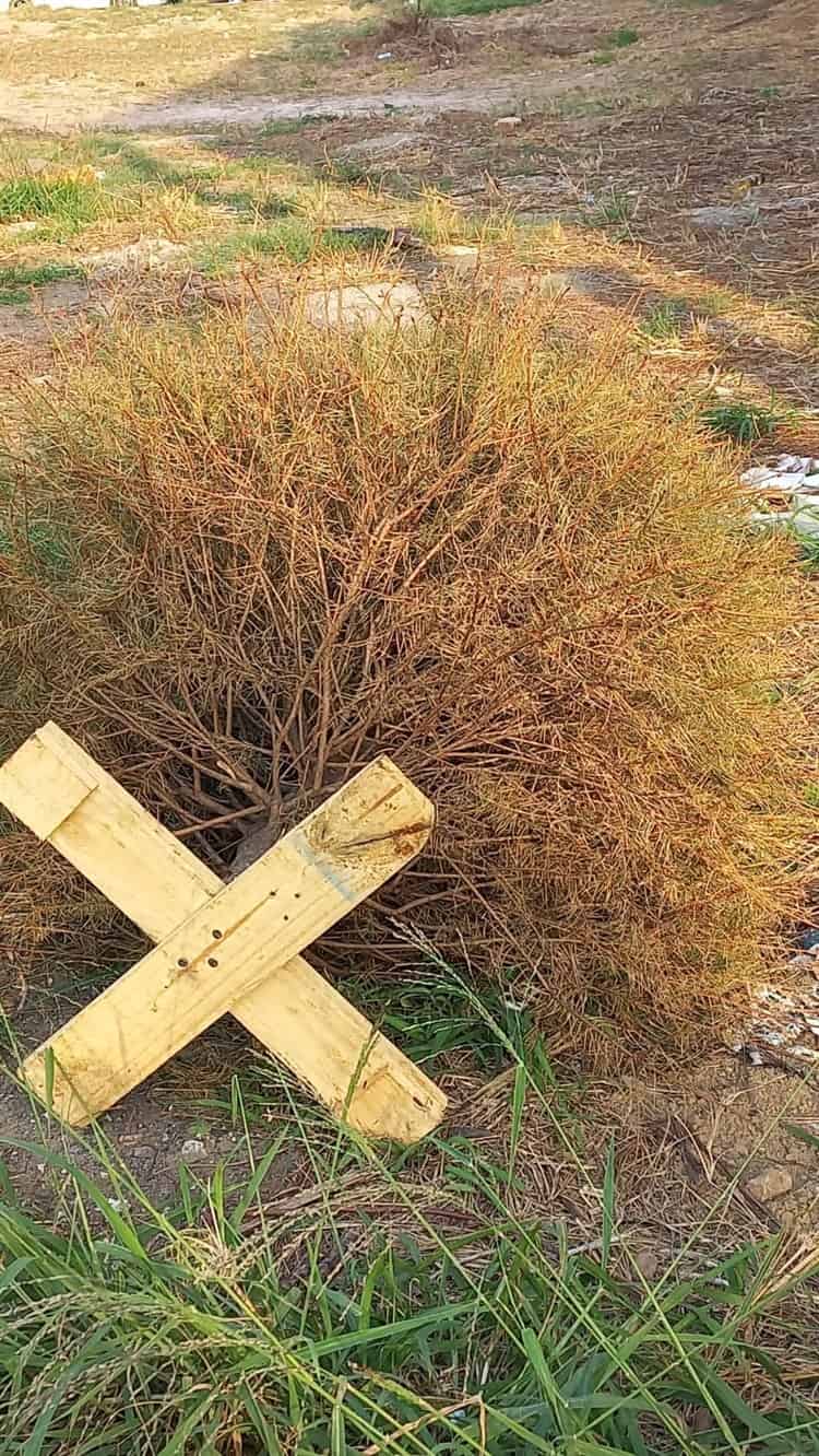 Ocupan terreno en Boca del Río como basurero para dejar arbolitos de Navidad