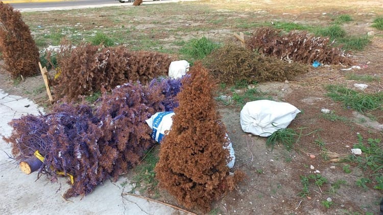 Ocupan terreno en Boca del Río como basurero para dejar arbolitos de Navidad