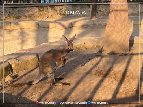 Un canguro, nuevo integrante de la Reserva Animal del río Orizaba