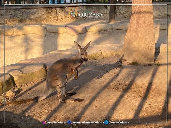 Un canguro, nuevo integrante de la Reserva Animal del río Orizaba