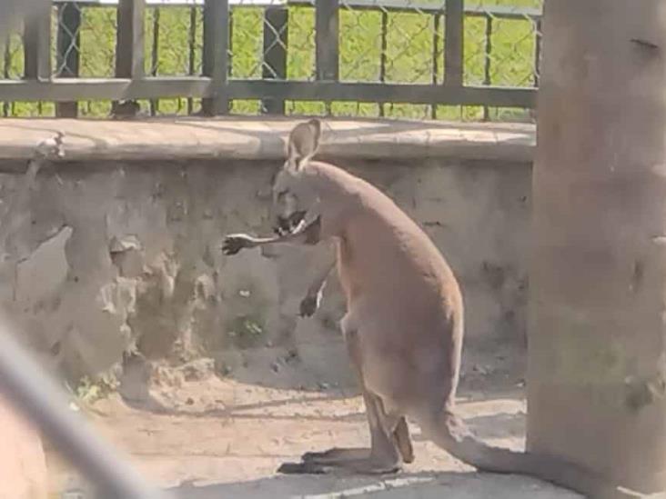 Espera encargada de la UMA Citlaltépetl que canguro recién llegado se adapte bien