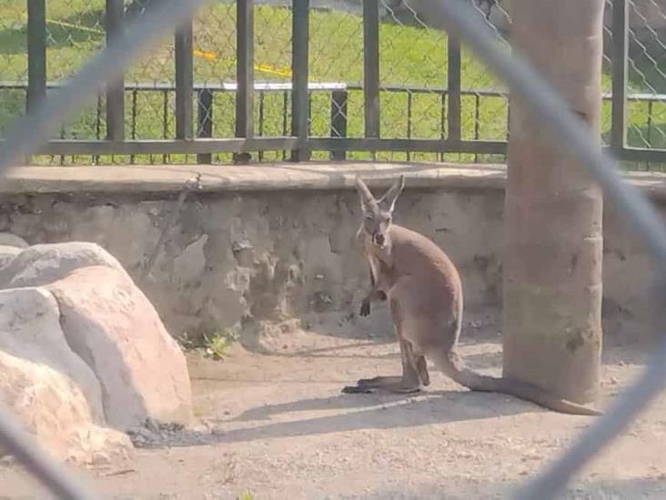 Espera encargada de la UMA Citlaltépetl que canguro recién llegado se adapte bien