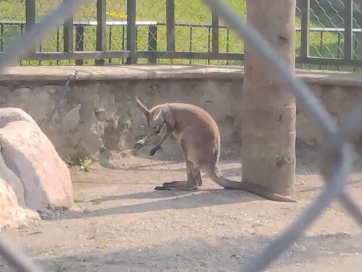 Espera encargada de la UMA Citlaltépetl que canguro recién llegado se adapte bien