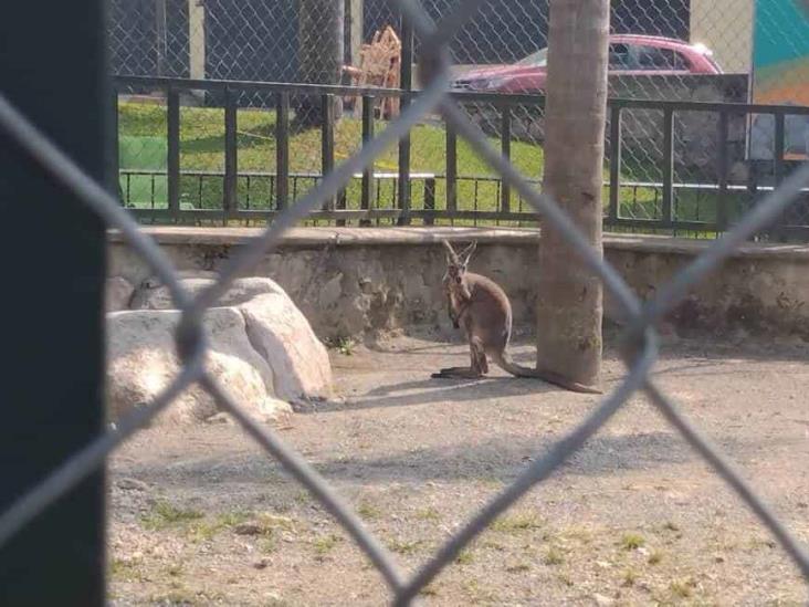 Espera encargada de la UMA Citlaltépetl que canguro recién llegado se adapte bien