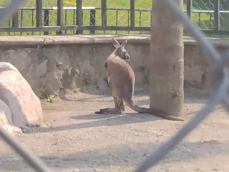 Espera encargada de la UMA Citlaltépetl que canguro recién llegado se adapte bien