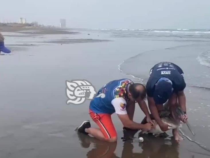 Auxilian a pelícano que se enredó con red de pesca en playa de Coatzacoalcos