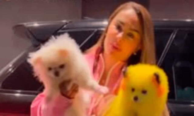 Tunden en redes a Ninel Conde por exhibir a perrito pintado