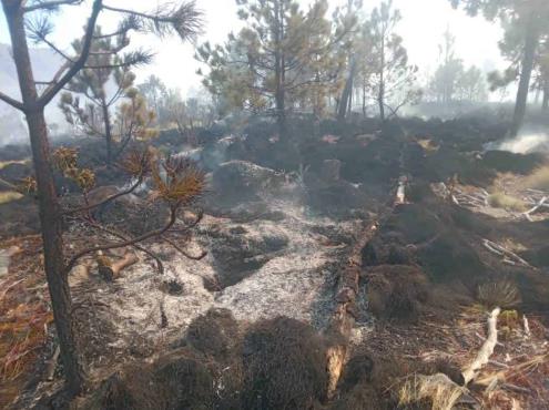 Activan brigadas por incendio en parque nacional Pico de Orizaba