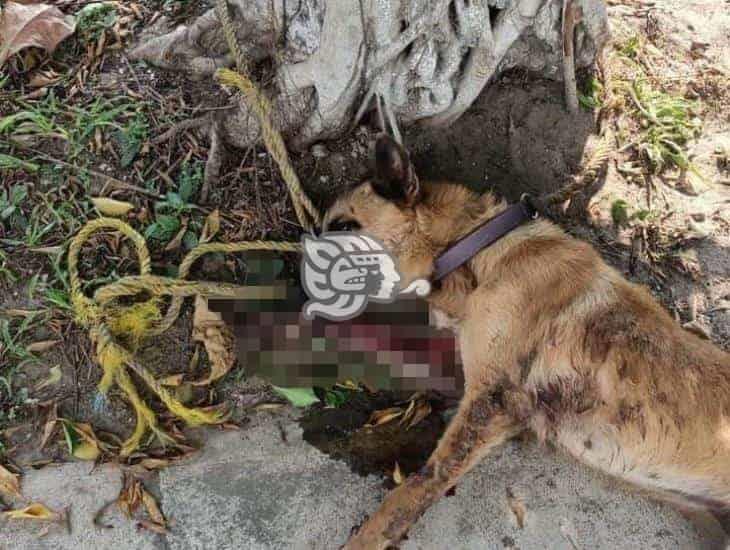 Estaba herido; abandonan a otro perrito en Jáltipan