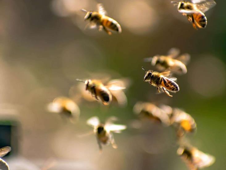 ¡Le pican más de 100 abejas! Abuelito recibió múltiples picaduras de abejas en Cosamaloapan