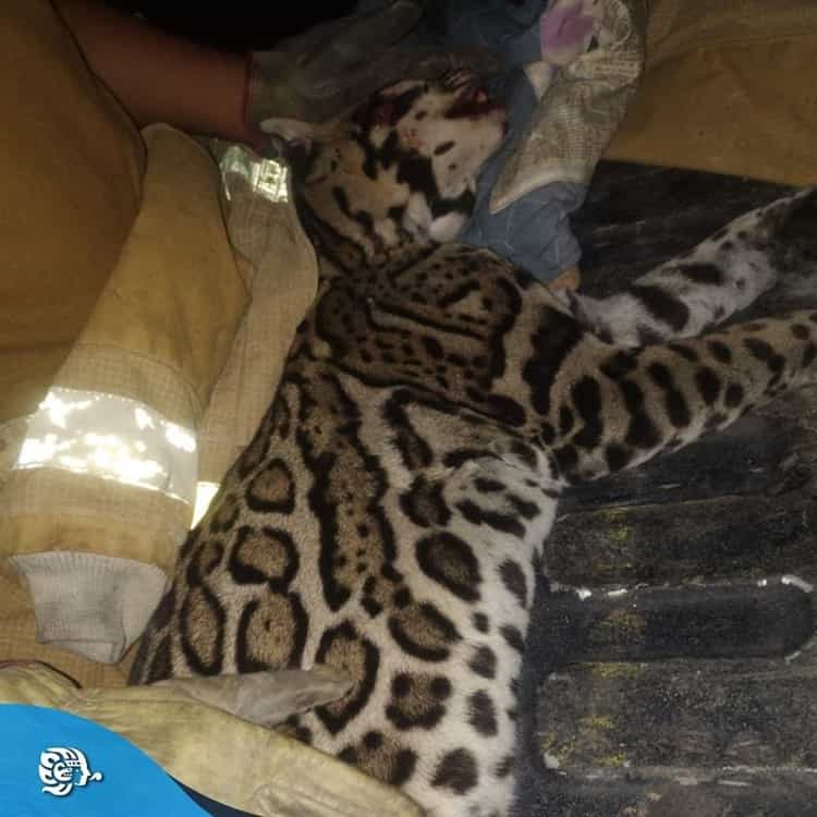 Atropellan a ocelote en Cosoleacaque; el segundo en tres meses