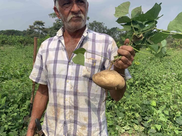 Plagas y mal manejo ponen en riesgo existencia de la jícama de Oluta