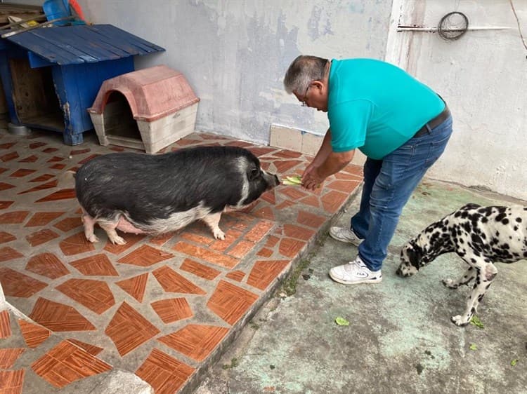 Quería un mini pig y le salió un “Señor Tocino”; conoce al popular cerdito de la colonia 21 de Abril