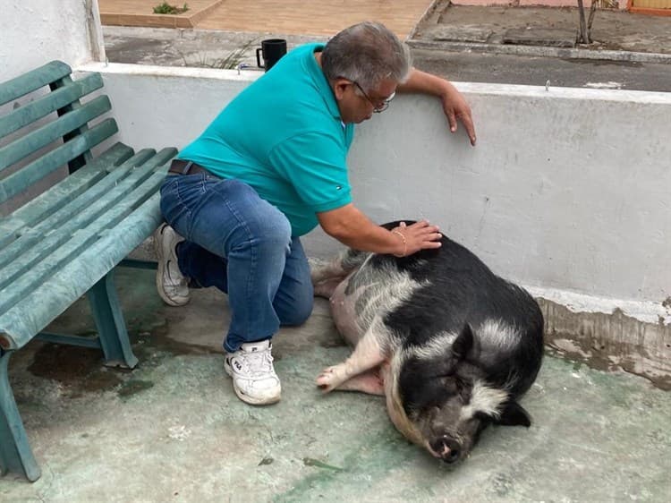 Quería un mini pig y le salió un “Señor Tocino”; conoce al popular cerdito de la colonia 21 de Abril