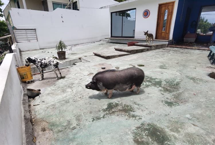 Quería un mini pig y le salió un “Señor Tocino”; conoce al popular cerdito de la colonia 21 de Abril