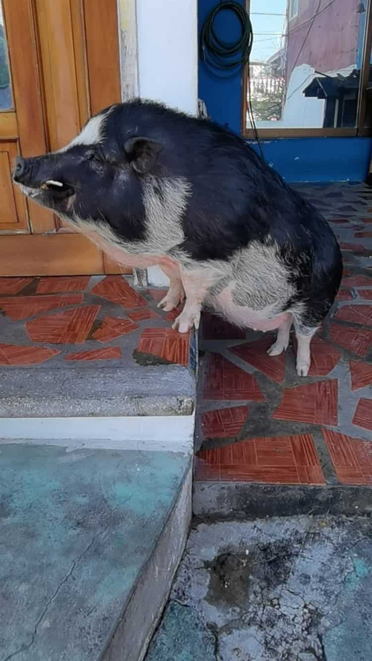 Solo quería un mini pig; Señor Tocino: el popular cerdito de la 21 de Abril en Veracruz