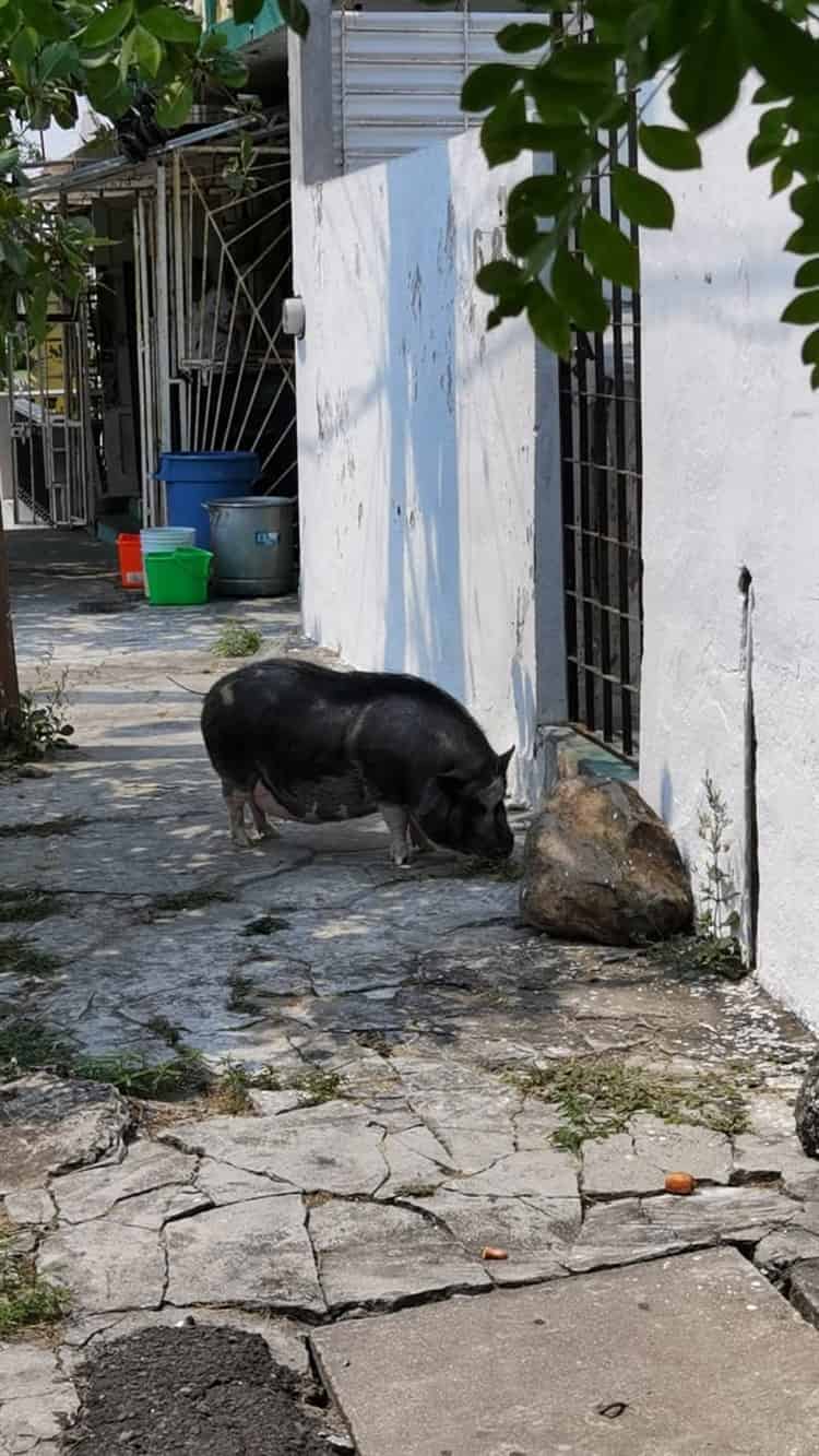 Solo quería un mini pig; Señor Tocino: el popular cerdito de la 21 de Abril en Veracruz