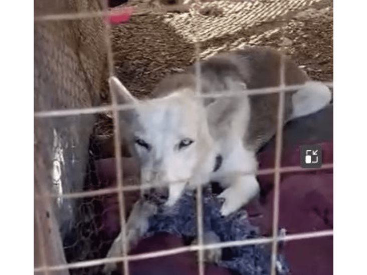 Brote de rabia en México; Husky mordido por zorro gris ataca a familia