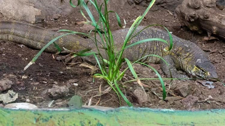 Reptil Varano del Nilo rescatado estará en Zoo de Chapultepec