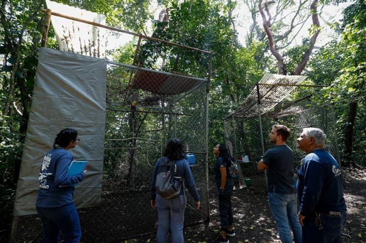 Buscan Aquarium y Reserva de Nanciyaga el rescate de la guacamaya roja