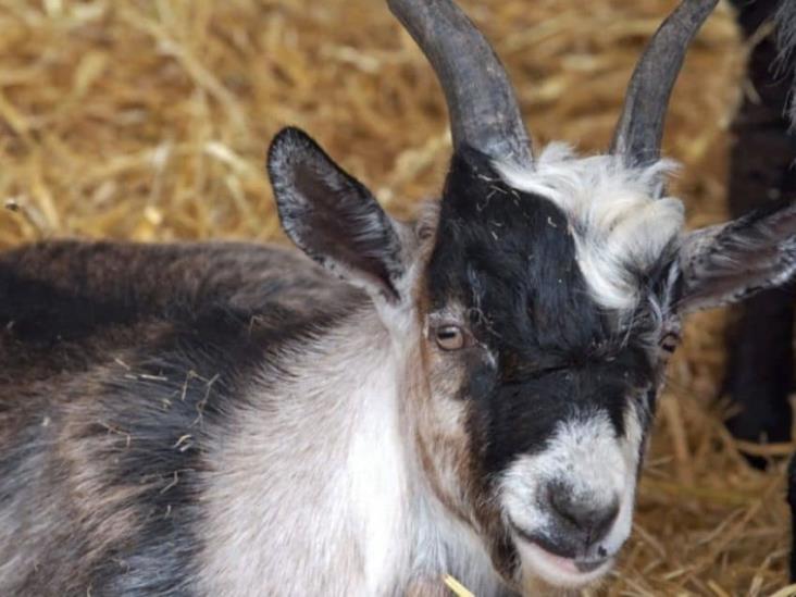 ¡Fue la cena de Año Nuevo! Se comieron cabras en zoológico de Chilpancingo